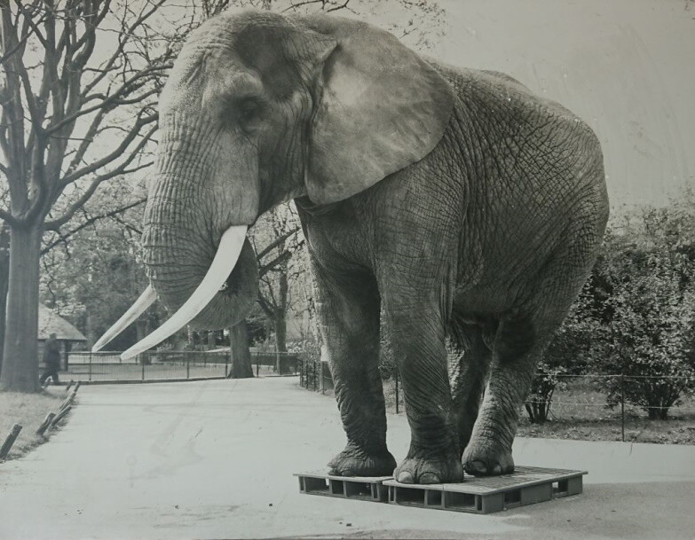 Olifante op twee plastics pallets | Norah Plastics Bild Marke NORAH PLastics 1955